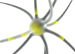 Neuro-sémantique