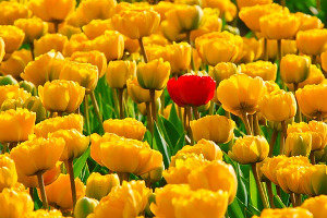 La différence entre la PNL et l’hypnose